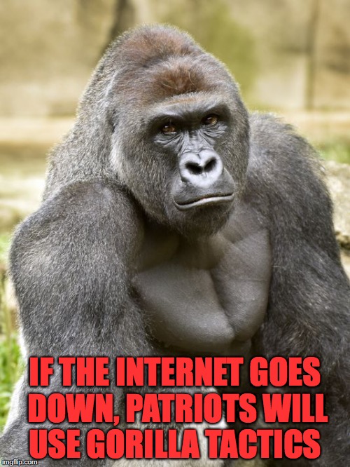 If The Internert Goes Down,Patroits Will Use Gorilla Tactics Harambe Memes