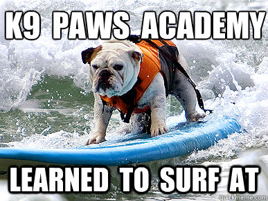 K9 Paws Academy Learned To Surf At Funny Ninja Memes Graphic