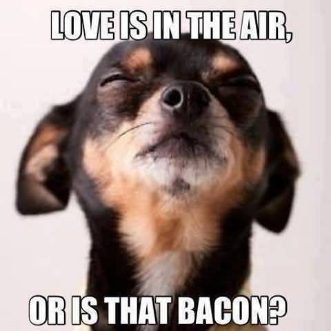 Love is in the air or is that bacon I Love You Memes Photos