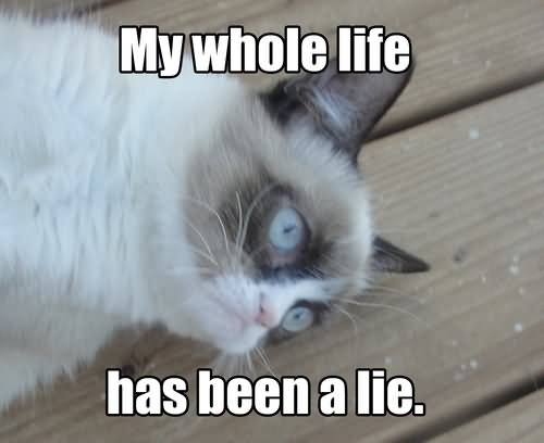 My Whole Life Has Been A Lie Grumpy Cat Meme