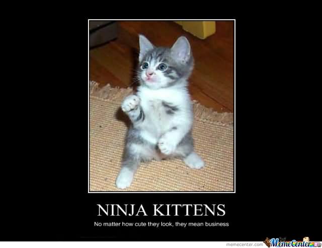 Ninja Kittens No Matter How Cute Funny Ninja Memes Graphic