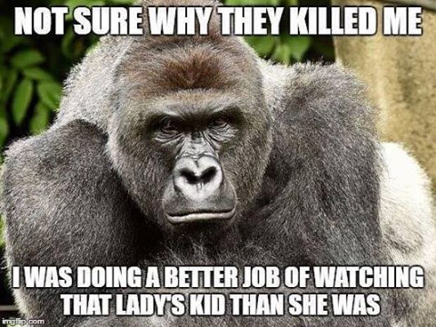 Not Sure Why They Killed Me I Was Doing A Better Job Harambe Meme