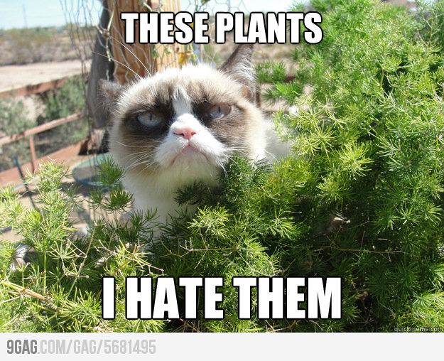 These Plants I Hate Them Grumpy Cat Memes Pic