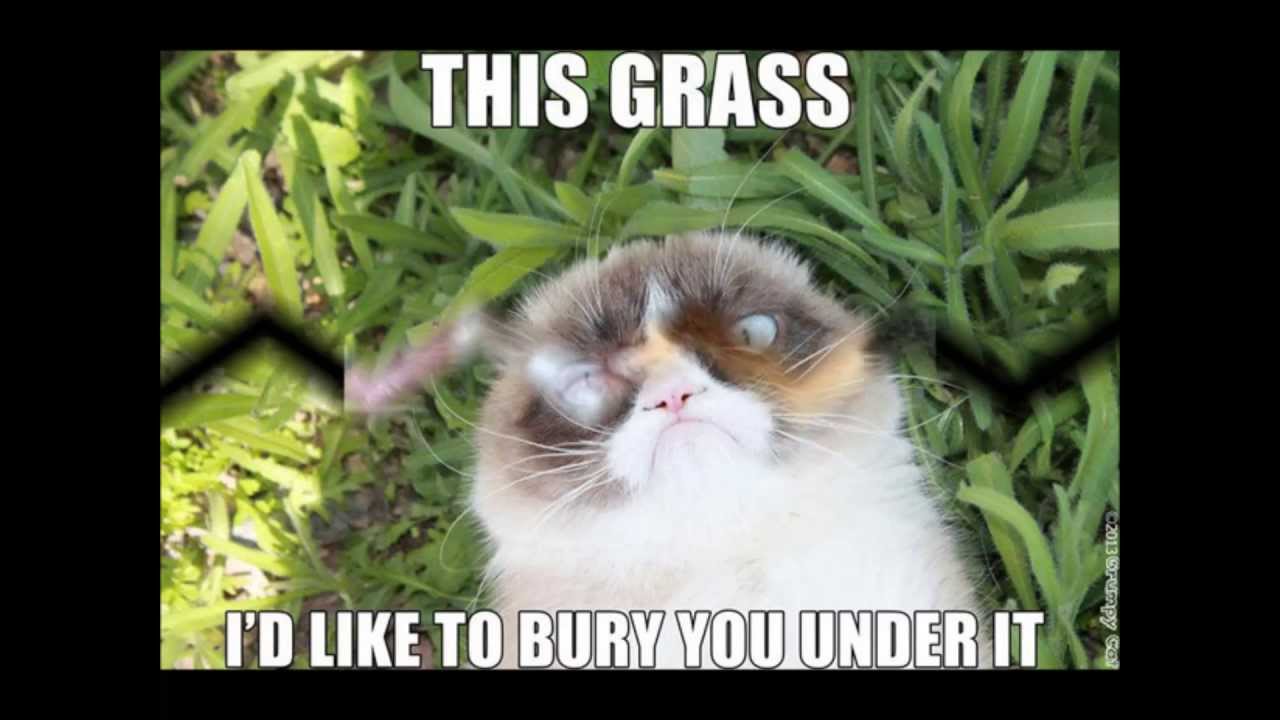 This Grass Id Like To Burry You Under It Grumpy Cat Memes Image