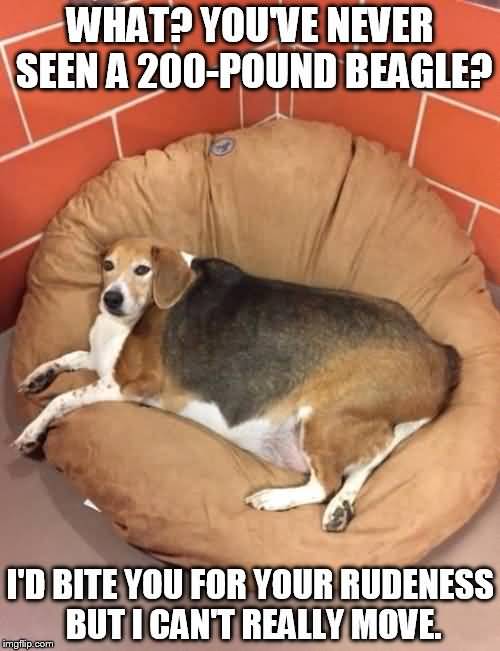What You've Never Seen A 200 Pound Beagle Funny Lazy Memes