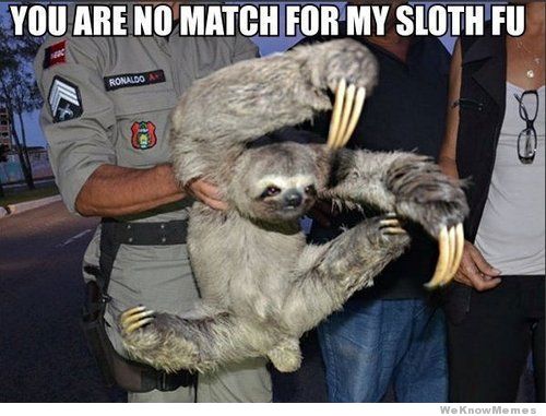 You are no match for my sloth fu Funny Sloth Memes