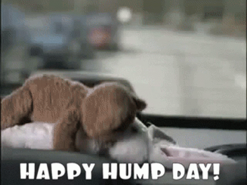 Funny Hump Day Gif