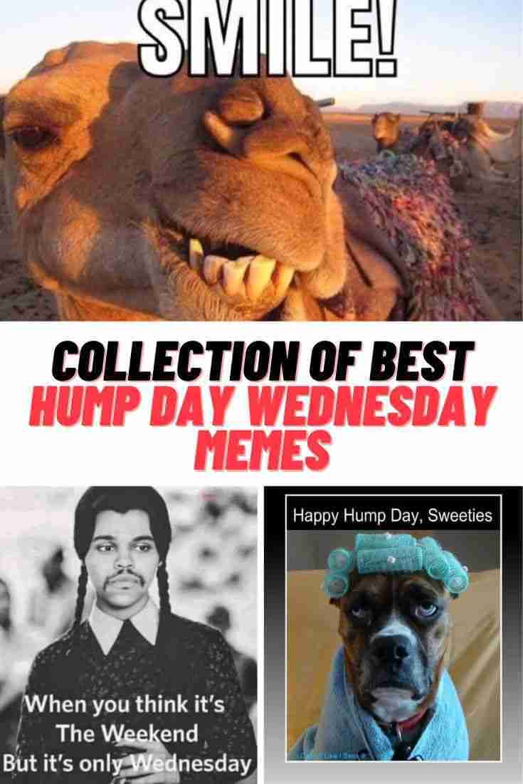 Smile Collection Of Best Hump Day