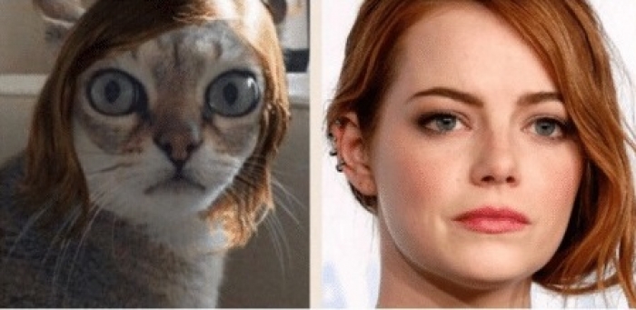 Cat Vs Emma Emma Stone Cat Meme