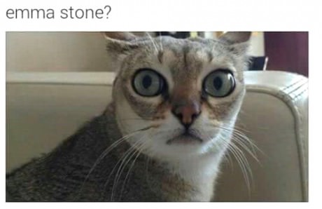 Emma Stone Emma Stone Cat Meme