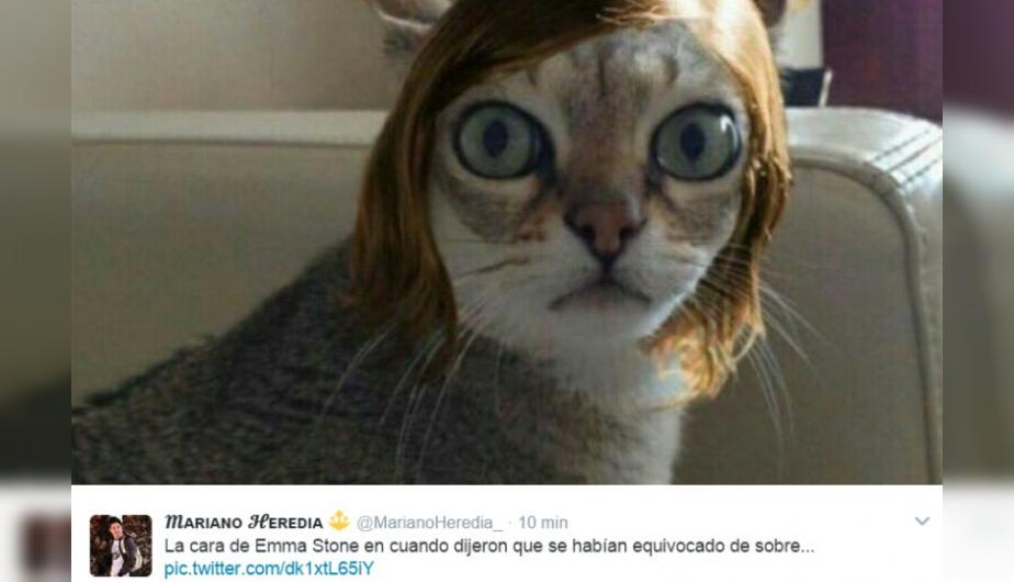 La Care De Emma Stone Cat Meme