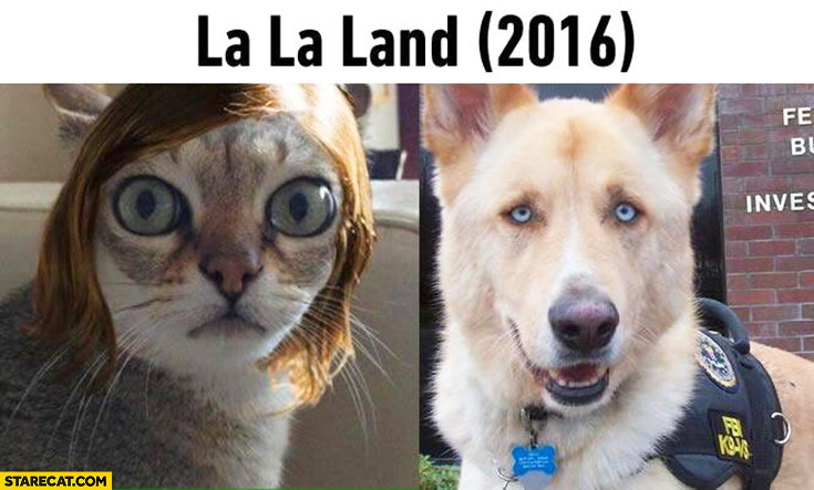 La La Land Emma Stone Cat Meme