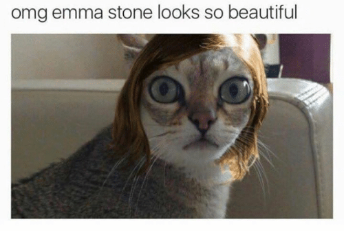 Omg Emma Stone Looks Emma Stone Cat Meme