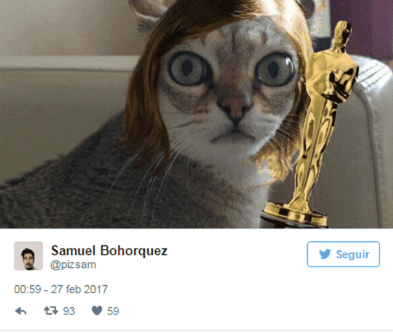 Samuel Bohorquez Emma Stone Cat Meme