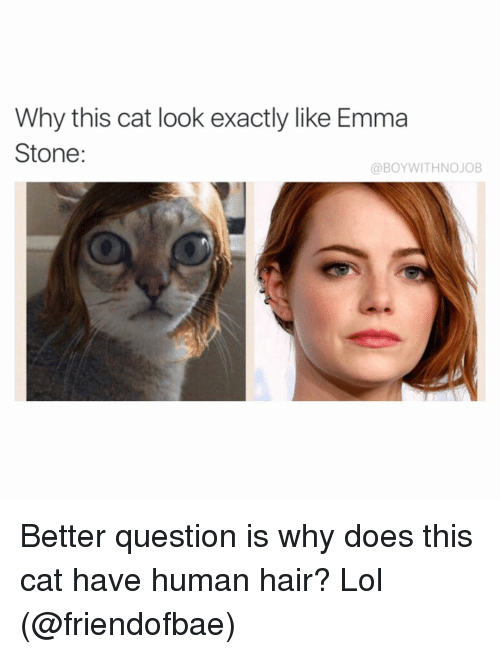 Why This Cat Emma Stone Cat Meme