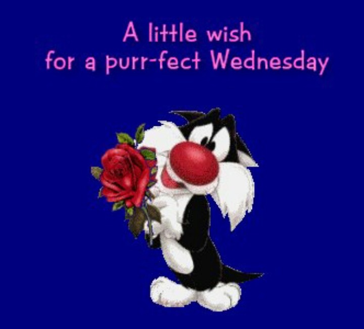 A Little Wish For A Purr Fect Wednesday