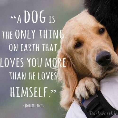 Dog Quotes Pinterest Meme Image 07