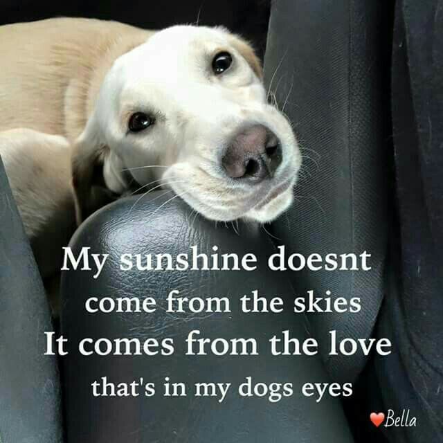 Dog Quotes Pinterest Meme Image 10