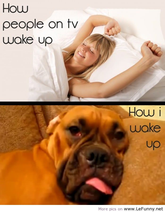 Funny Wake Up Quotes Meme Image 16