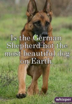 German Shepherd Quotes Meme Image 04