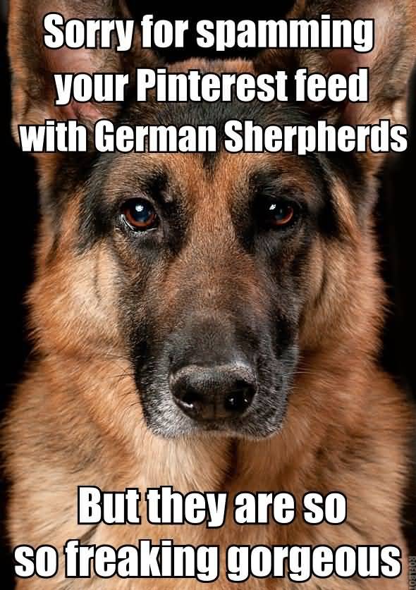 German Shepherd Quotes Meme Image 19