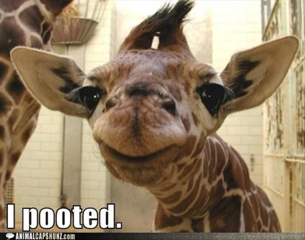 Giraffe Quotes Funny Meme Image 06