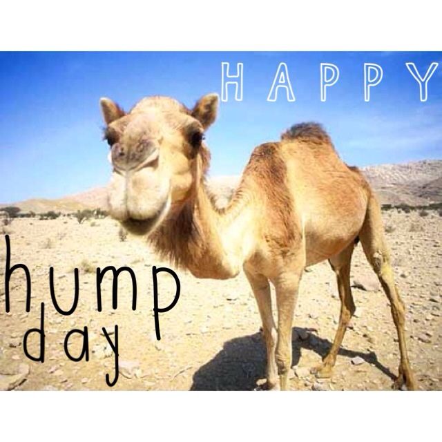 Happy Hump Day Meme Image | QuotesBae