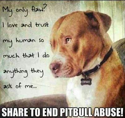 Pitbull Dog Love Quotes Meme Image 05