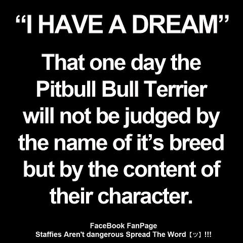 Pitbull Dog Love Quotes Meme Image 07