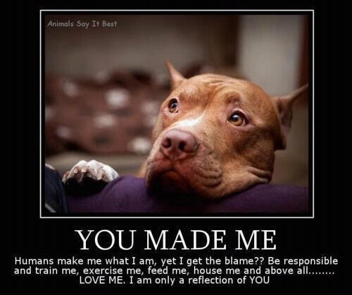 Pitbull Dog Love Quotes Meme Image 08