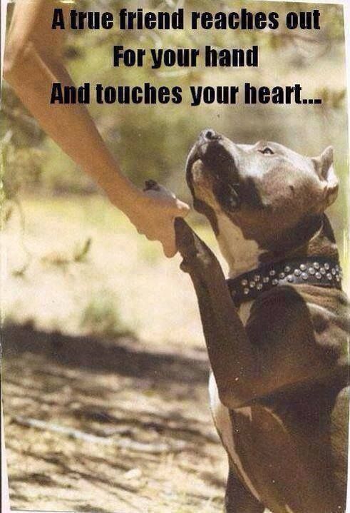 Pitbull Dog Love Quotes Meme Image 11