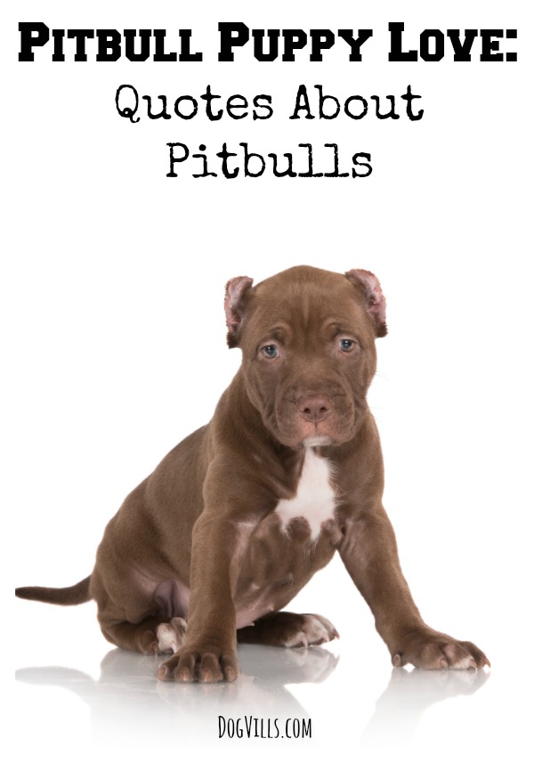 Pitbull Dog Love Quotes Meme Image 12