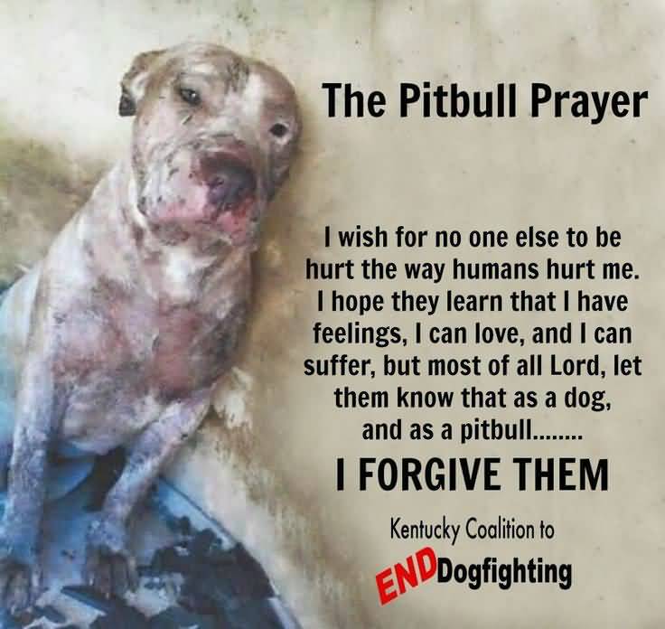 Pitbull Dog Love Quotes Meme Image 16