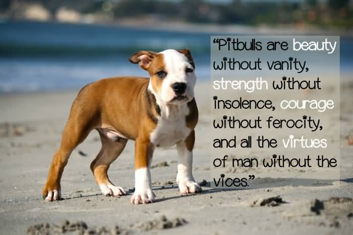 Pitbull Dog Love Quotes Meme Image 17