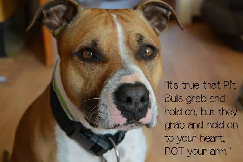 Pitbull Dog Love Quotes Meme Image 18