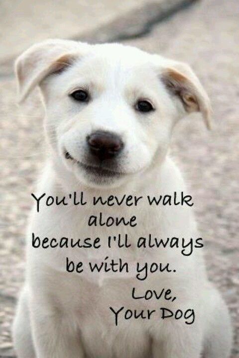 Dog Love Quotes 19