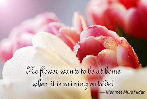Flower And Love Quotes 02