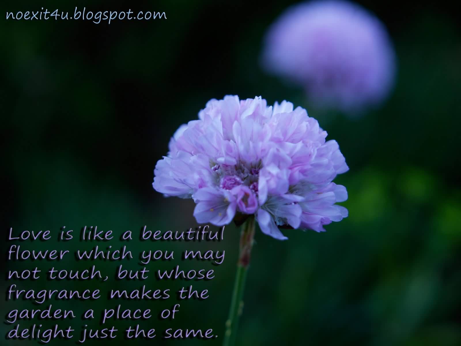 Flower And Love Quotes 18