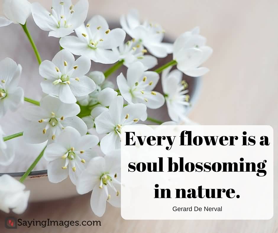20 Flower Love Quotes Sayings Images & Pictures