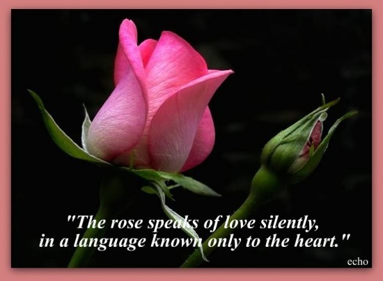 Flower Love Quotes 19