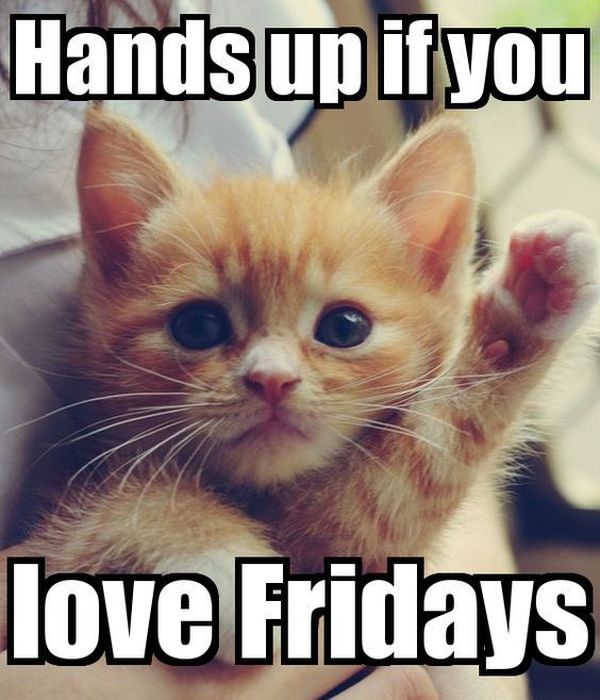 Funniest Friday Cat Meme