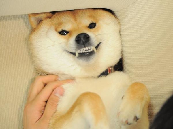 Funny Doge Pictures Meme