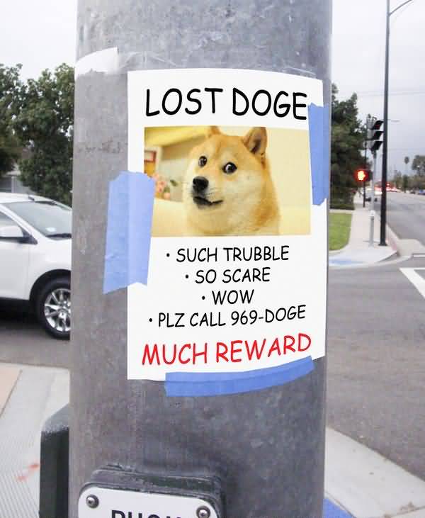 Funny Lost Doge Meme Image