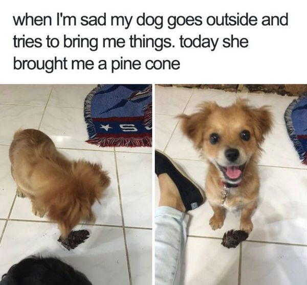 Funny adorable dog memes joke