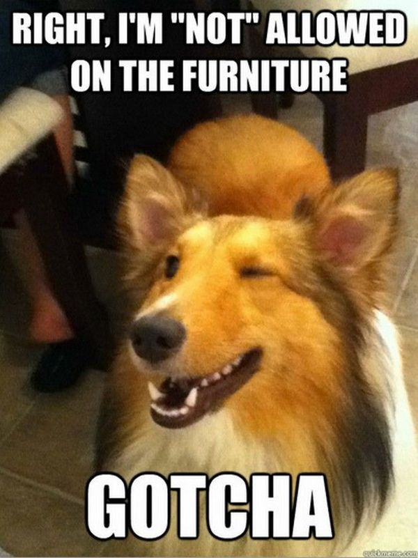 Funny adorable dog memes picture