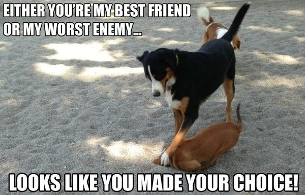 Funny bad dog memes picture