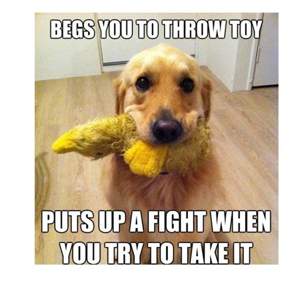 Funny cute dog memes picture