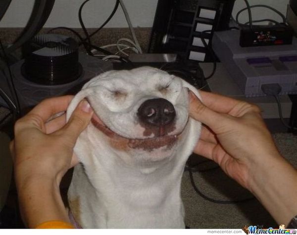 Funny dog face meme 4