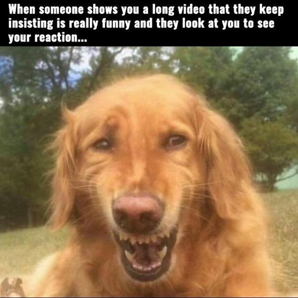 Funny dog laughing meme joke