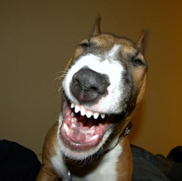 Funny dog laughing meme picture